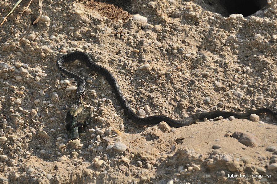 Il caparbio: predazione di biacco (foto-racconto)